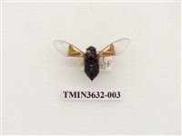 藏品(黑翅草蟬)的圖片